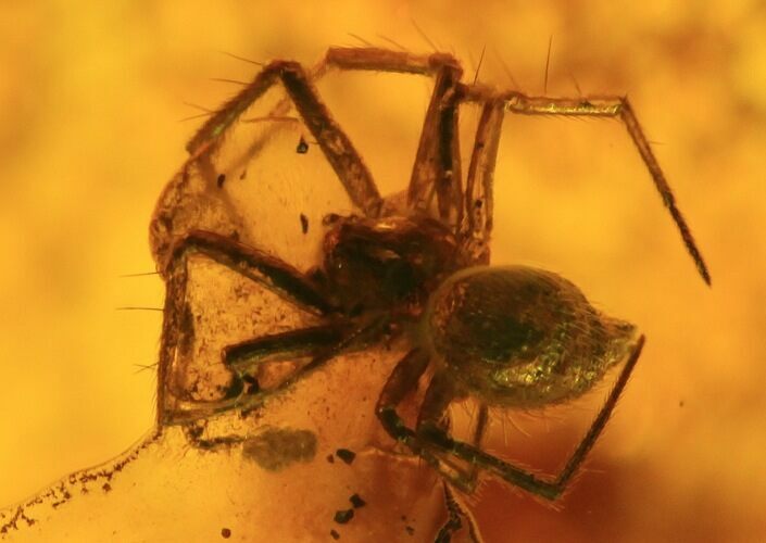 Fossil Spider (Aranea) In Baltic Amber #45139